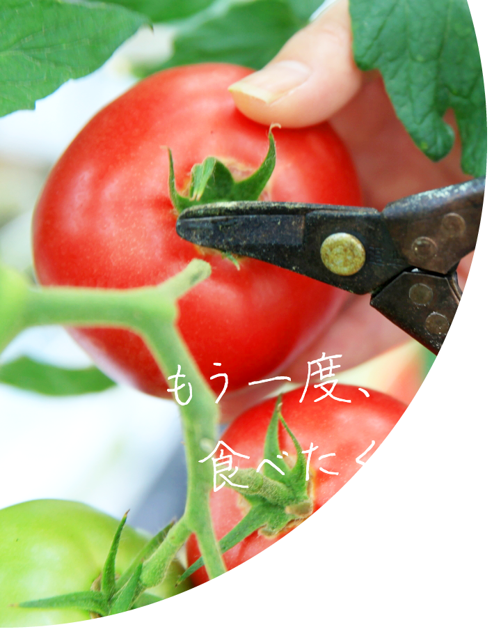 福岡県産の産地直送の大玉トマト 大ぐしトマト